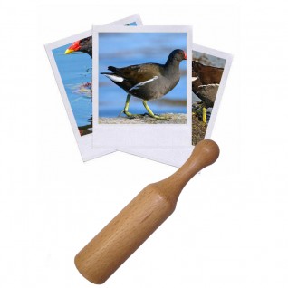 Appeau poule d'eau - Ornithologie - Oiseaux/Appeaux - oiseaux
